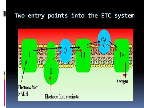 inhibitors of electron transport chain ppt|(PPT) Chapter 6 Electron transport chain and .
